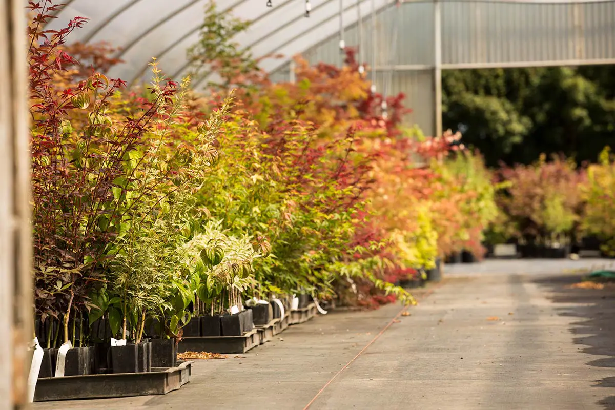 A long view of pallets of tree plants in a nursery greenhouse.